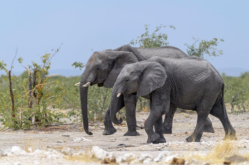 African wildlife