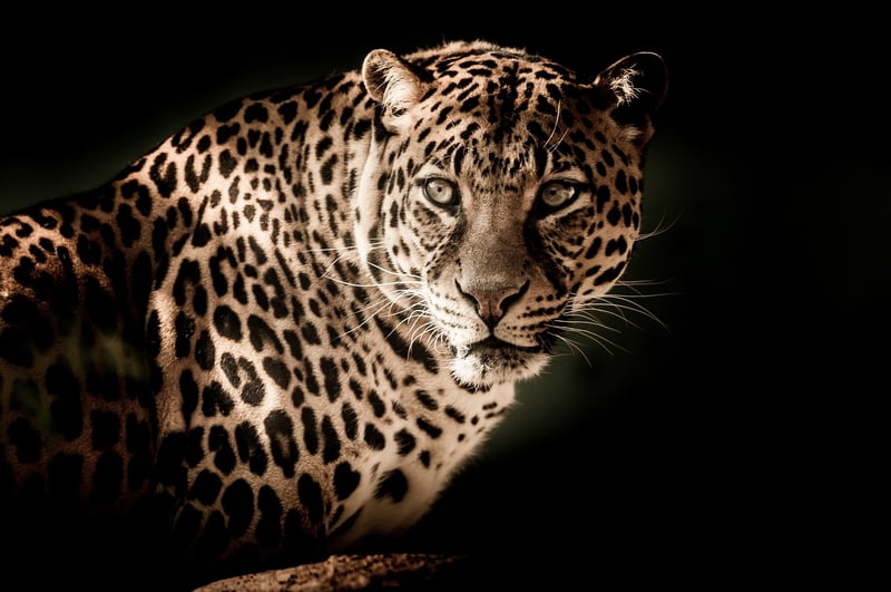 Leopard in the dark